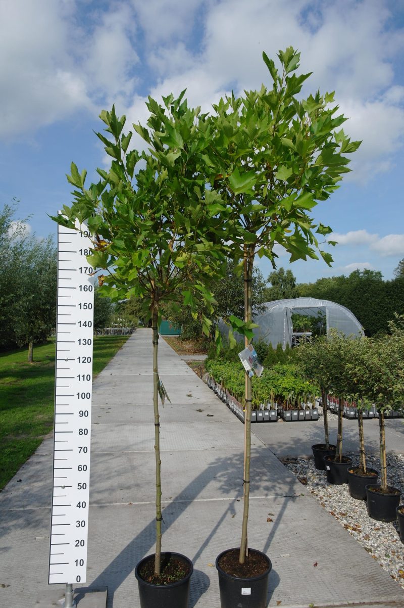 Platanus hispanica 'Alphen's Globe'