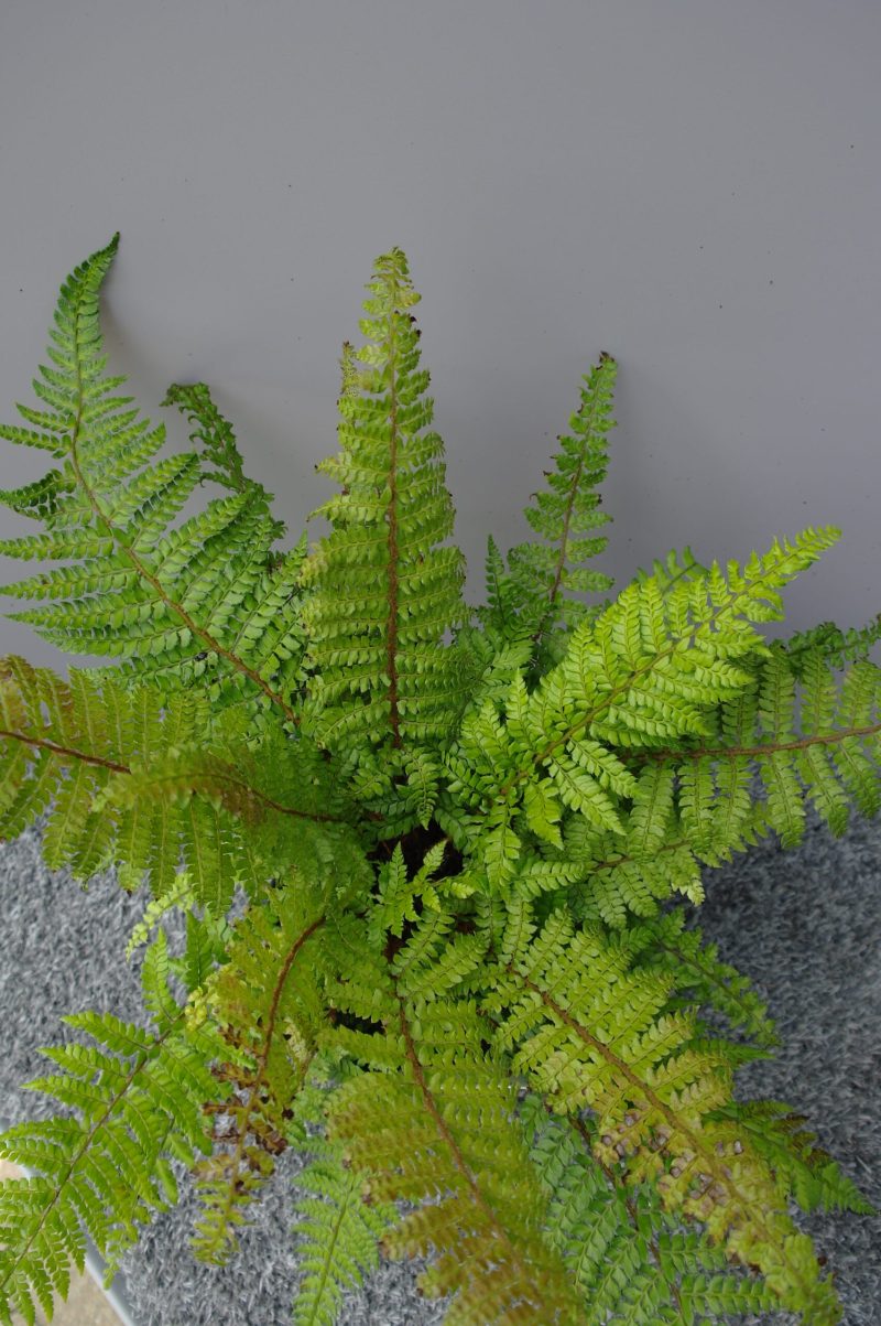 Polystichum Makinoi - Afbeelding 2