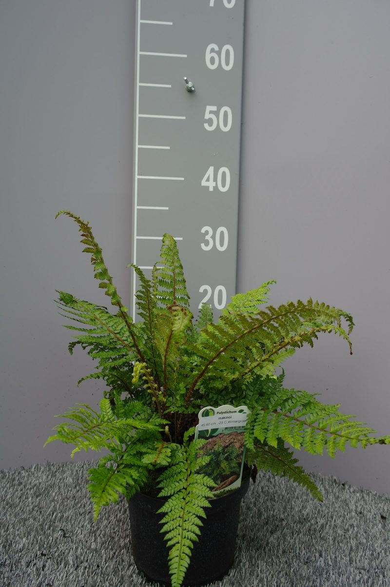 Polystichum Makinoi