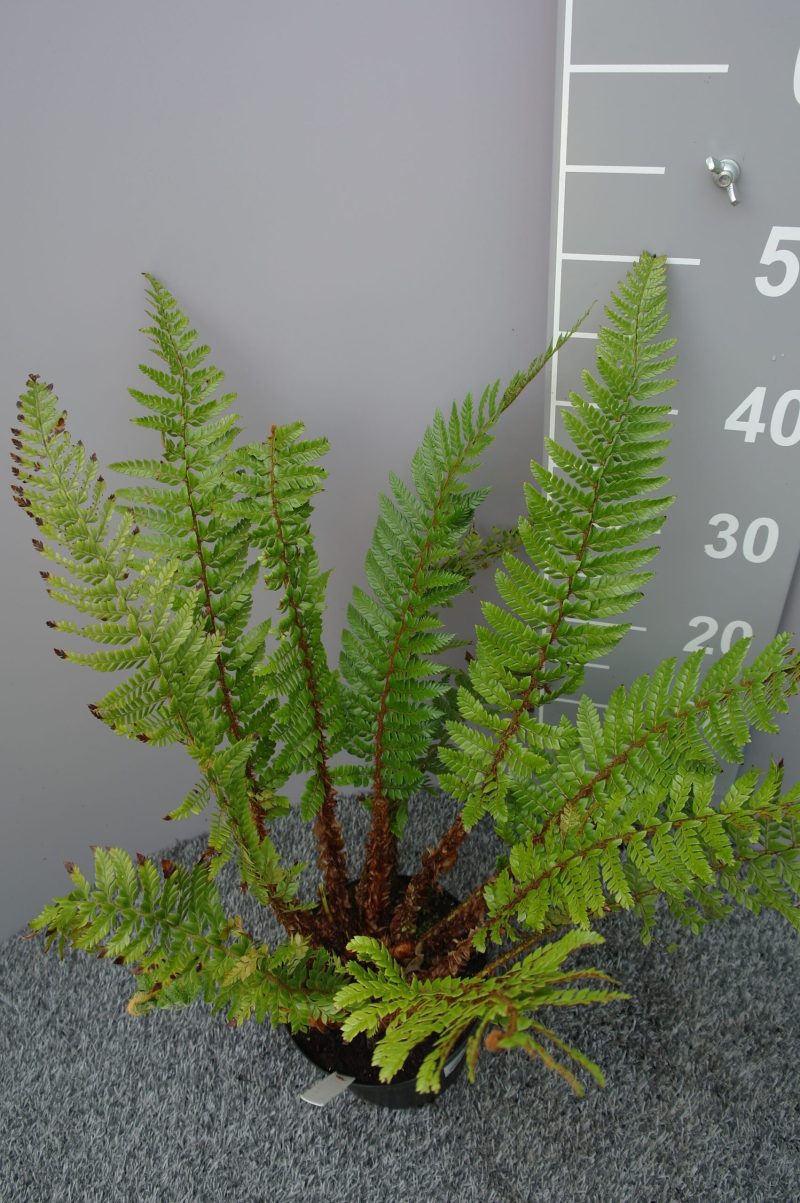 Polystichum Neolobatum - Afbeelding 2