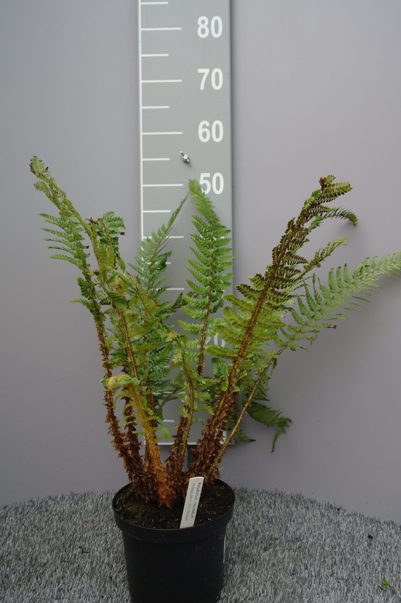 Polystichum Neolobatum