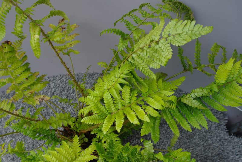 Polystichum Polyblepharum - Afbeelding 2