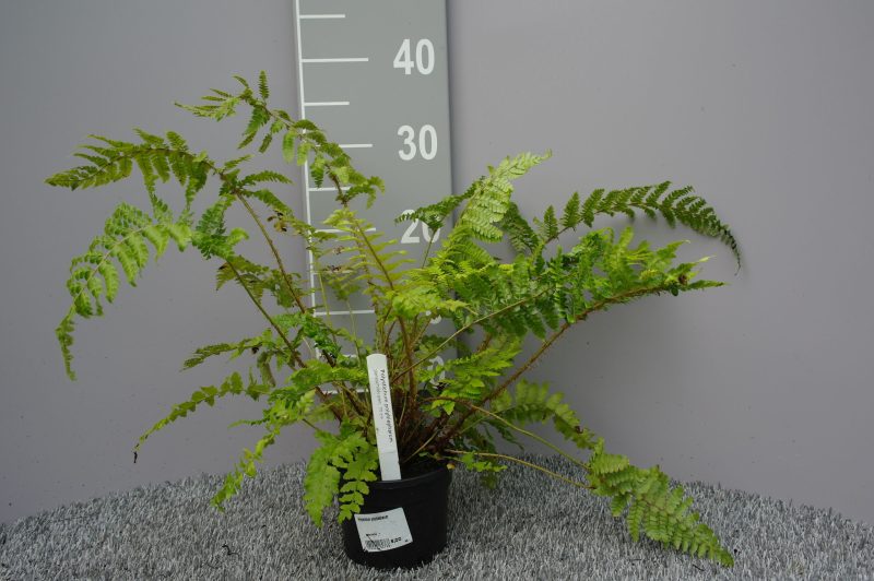 Polystichum Polyblepharum