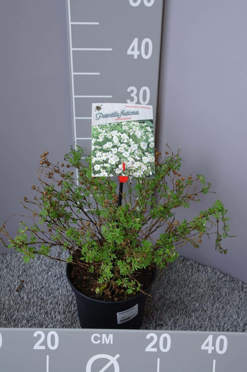 Potentilla Fruticosa 'Abbotswood'