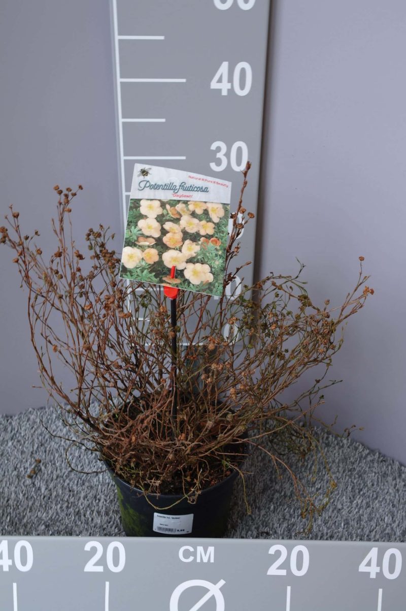 Potentilla Fruticosa 'Daydawn'