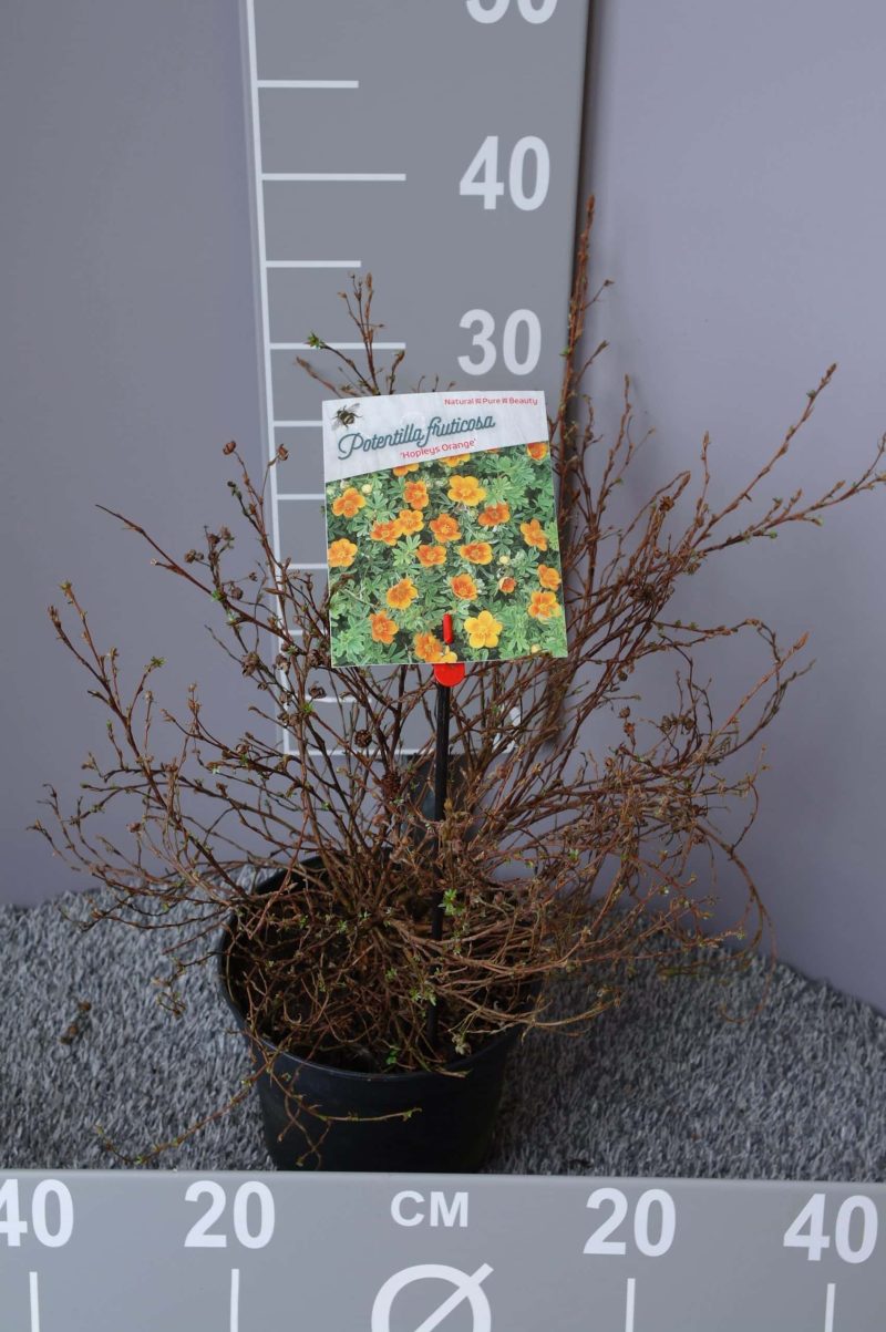 Potentilla Fruticosa 'Hopley's Orange'