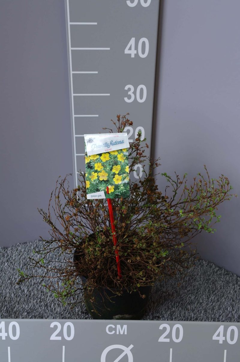 Potentilla Fruticosa 'Kobold'