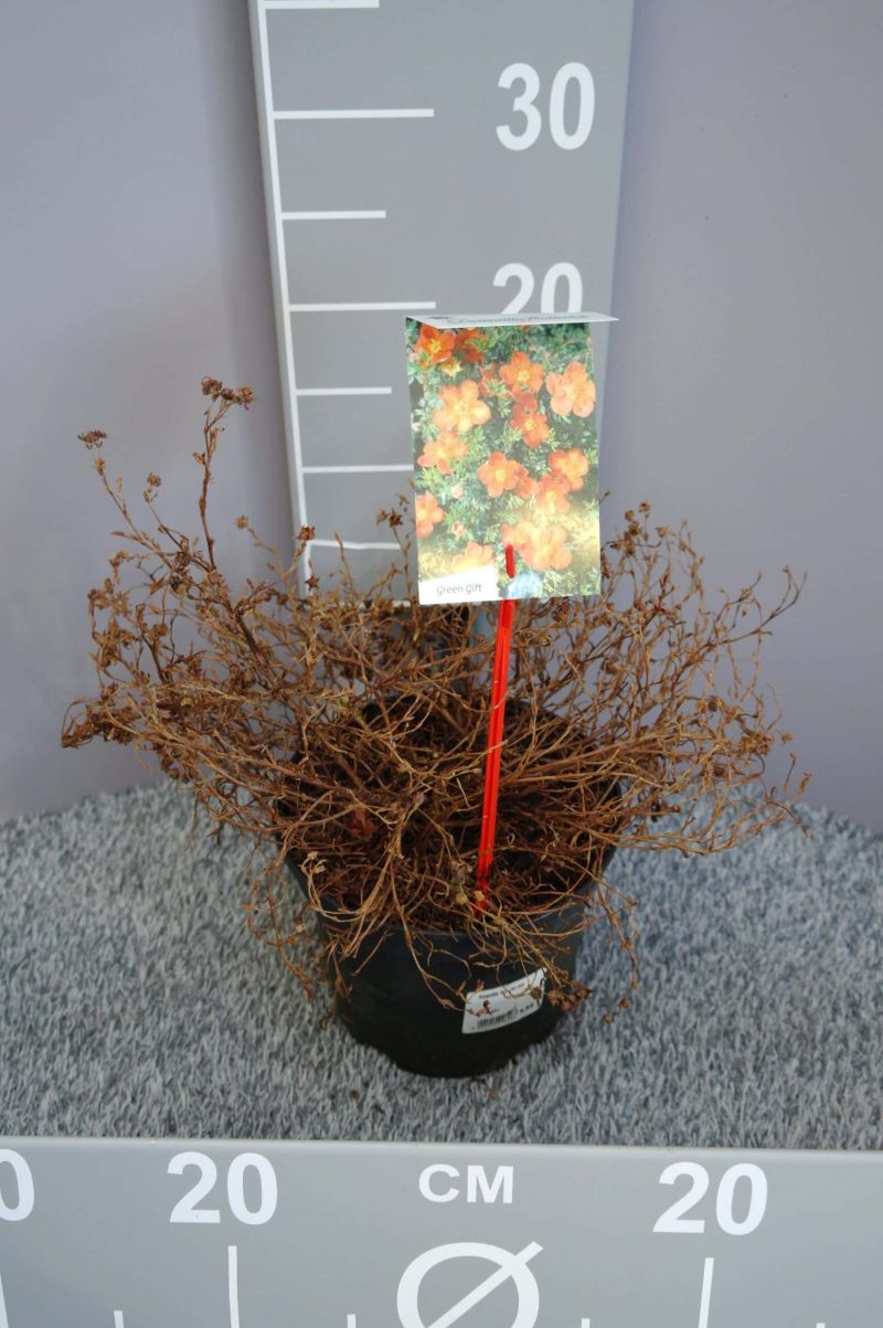 Potentilla Fruticosa 'Red Ace'
