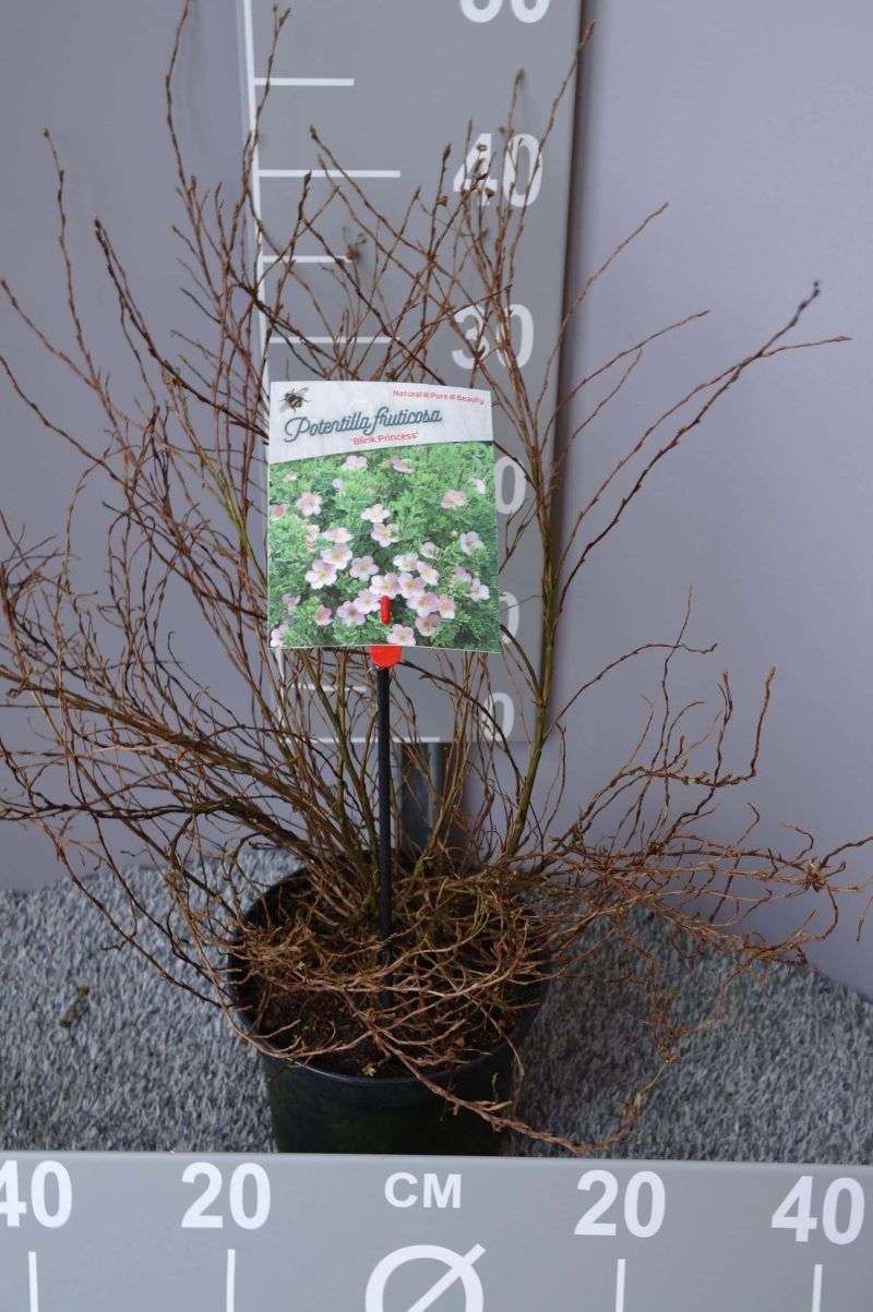 Potentilla Fruticosa 'Blink Princess'