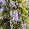 Wisteria Sinensis 'Prematura'