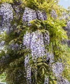 Wisteria Sinensis 'Prematura'