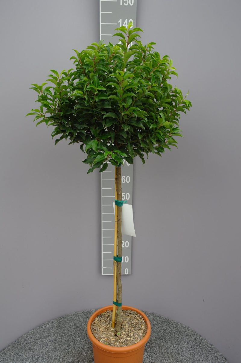 Prunus Lusitanica Brenelia op stam
