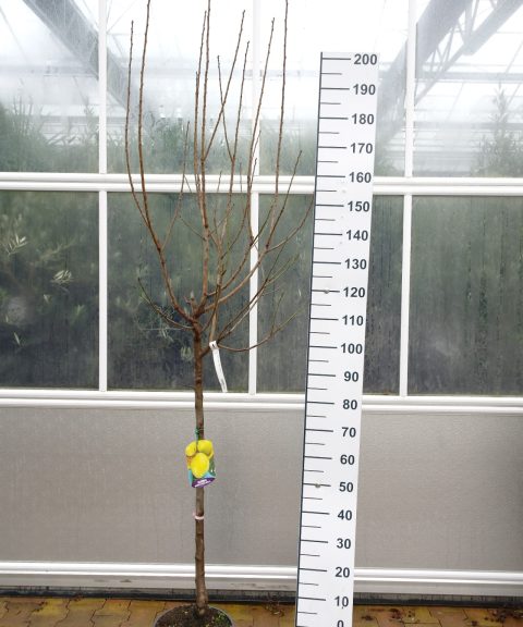 Prunus dom. 'Regina Claudia Gialla verde' - Pruimenboom