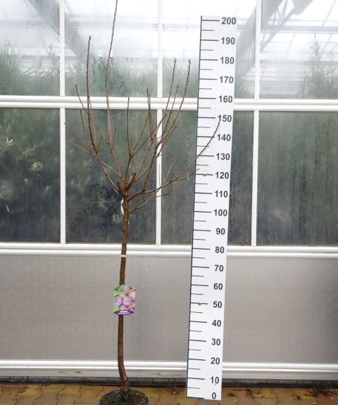 Prunus dom. 'Regina Claudia violetta' - Pruimenboom