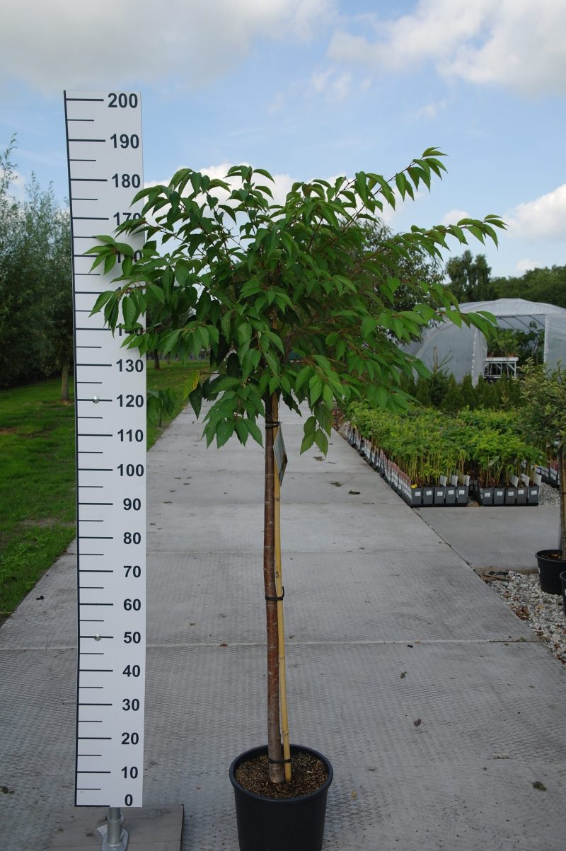 Prunus subhirtella 'Autumnalis'