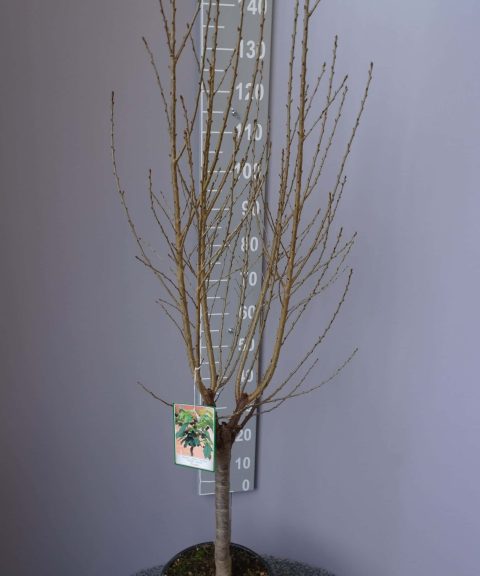 Prunus Avium 'Nano'