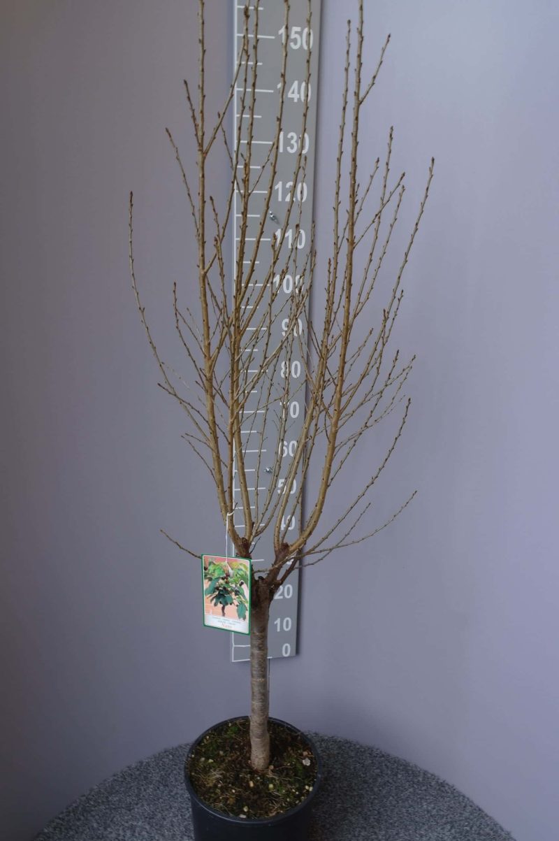Prunus Avium 'Nano'