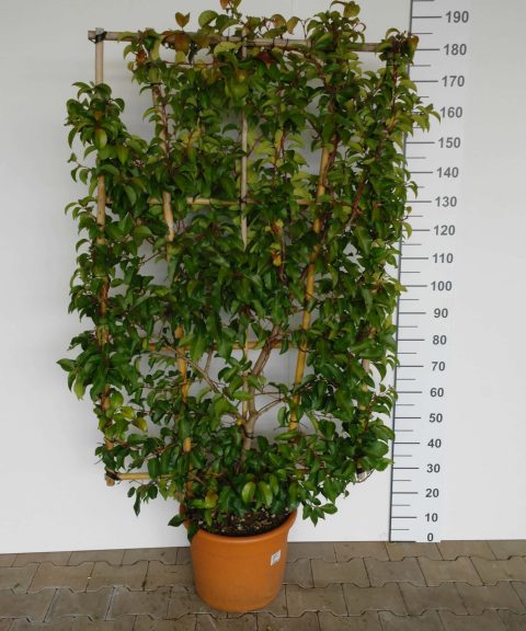 Prunus Lusitanica Azorica
