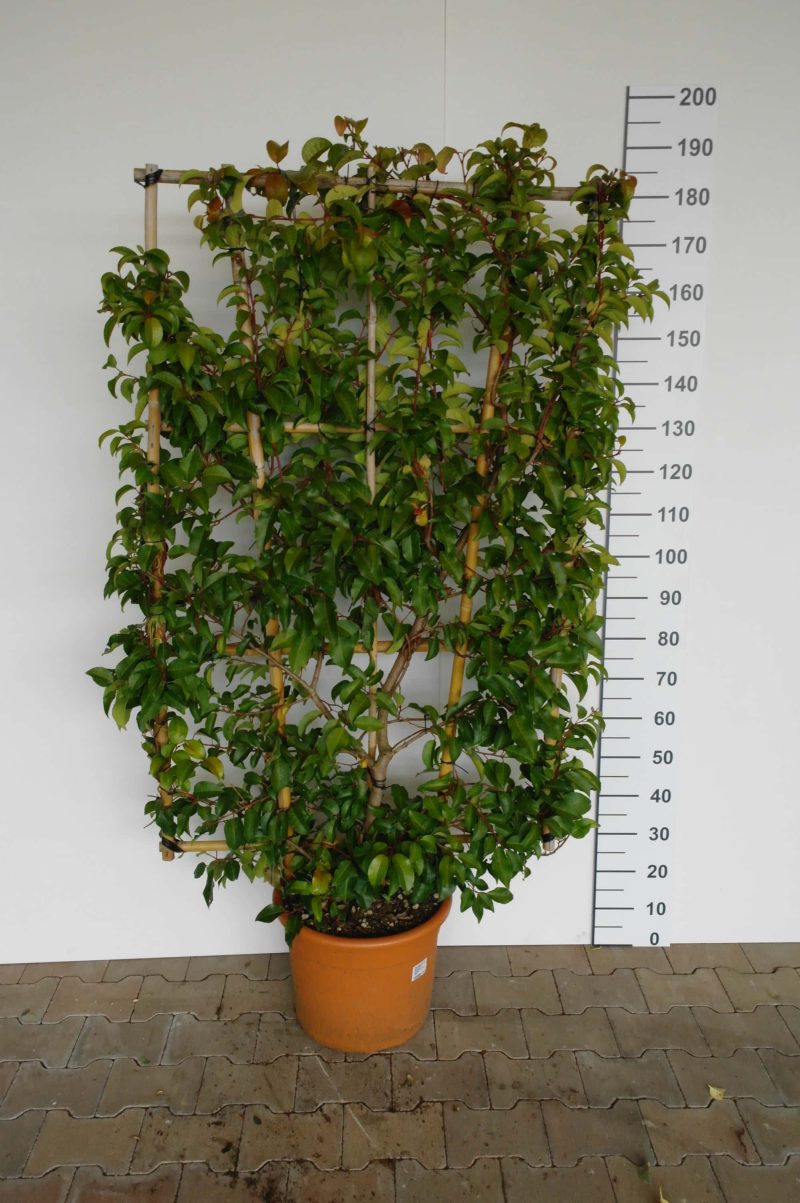 Prunus Lusitanica Azorica