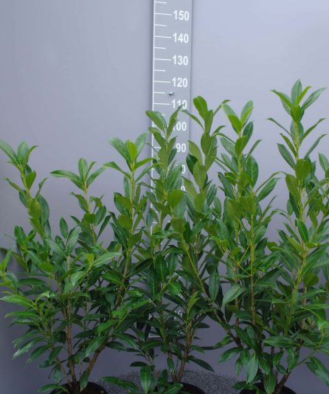 Prunus Laurocerasus Caucasica