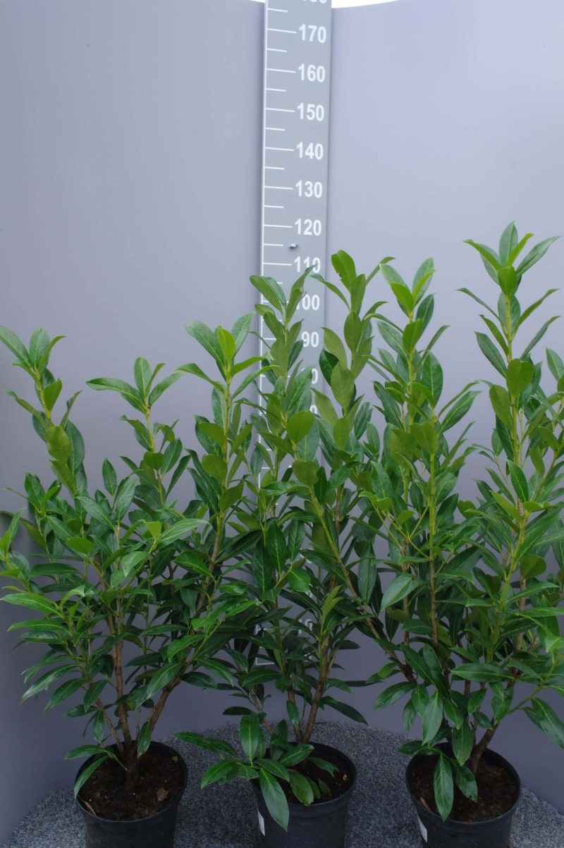 Prunus Laurocerasus Caucasica