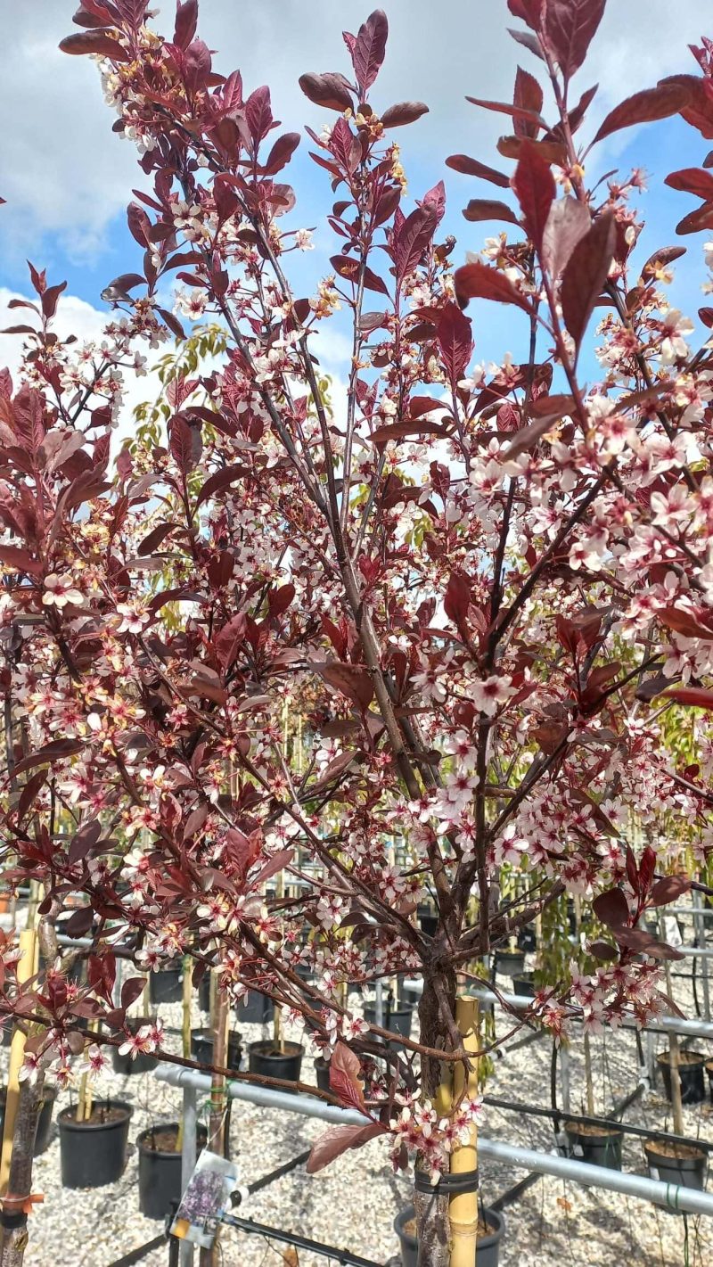 Prunus cistena - Afbeelding 2