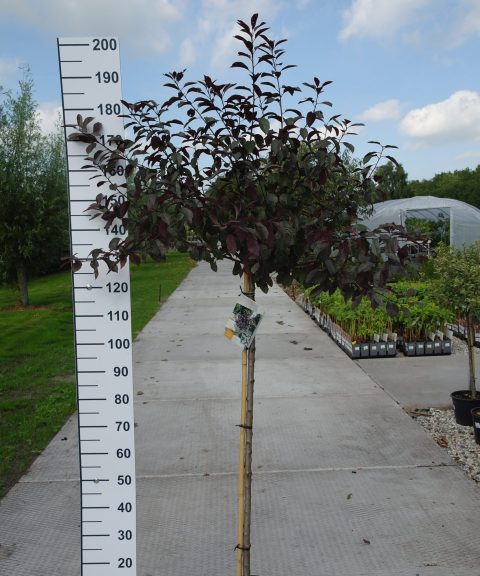 Prunus cistena