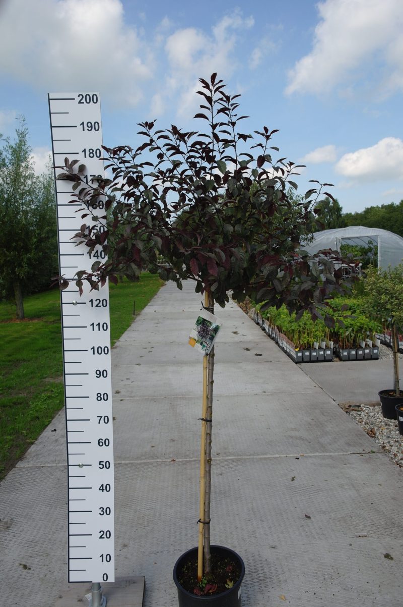 Prunus cistena