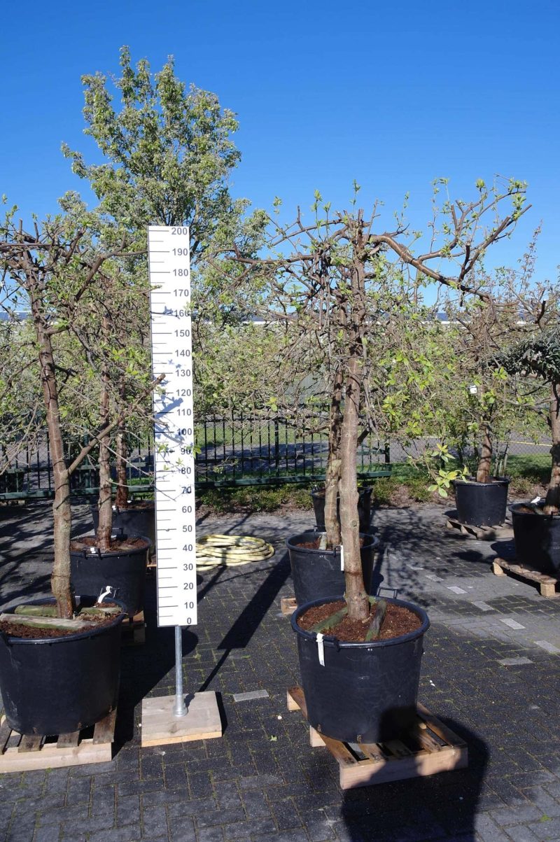Prunus dom. Victoria