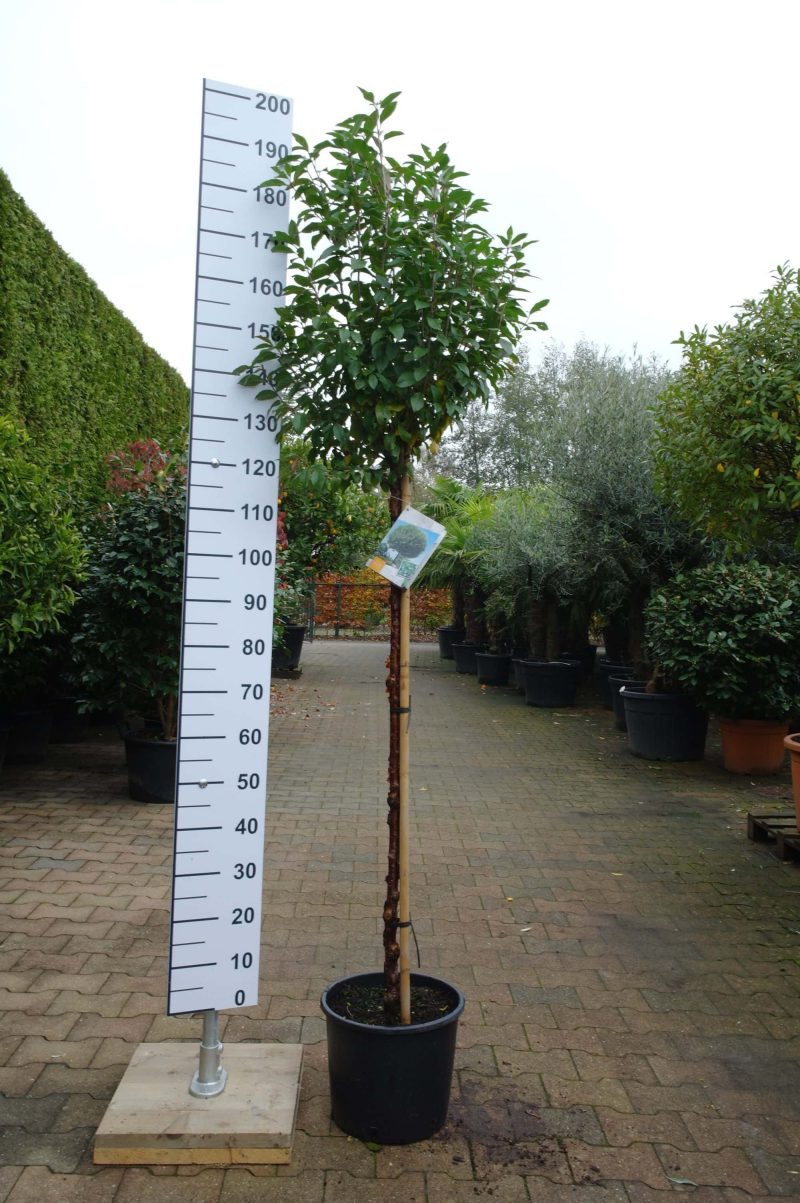 Prunus Eminens Umbraculifera - Afbeelding 3