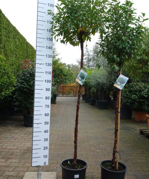 Prunus Eminens Umbraculifera