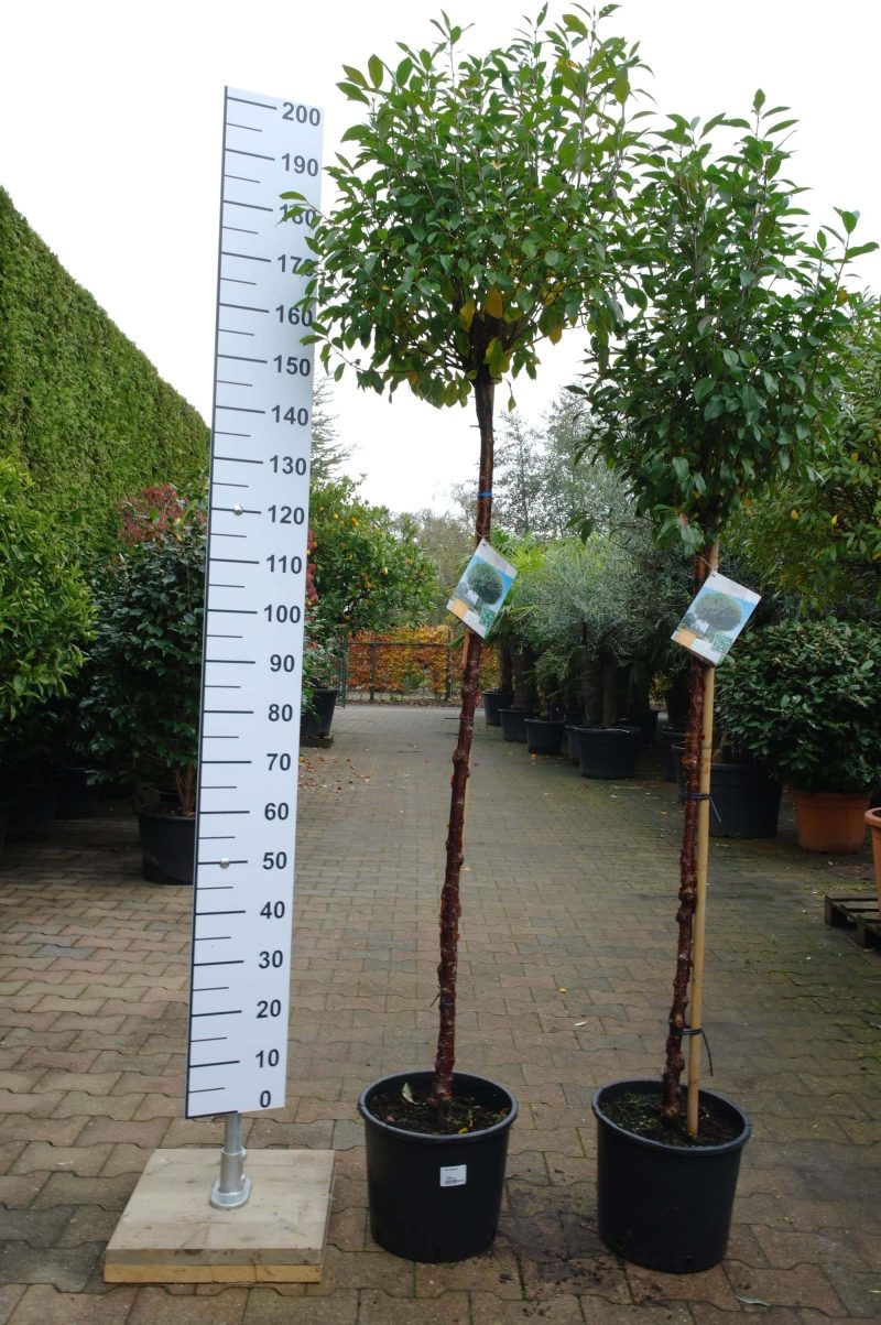 Prunus Eminens Umbraculifera