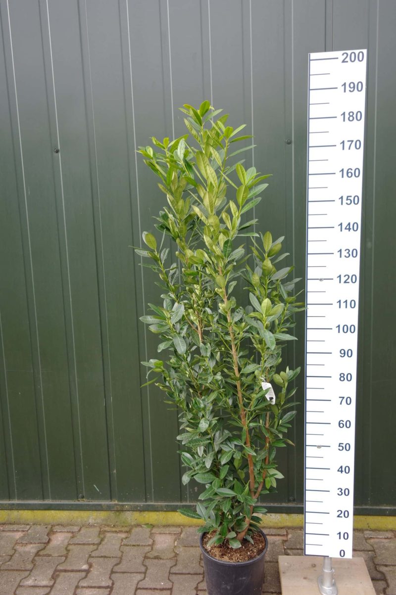 Prunus laurocerasus 'Green Torch'