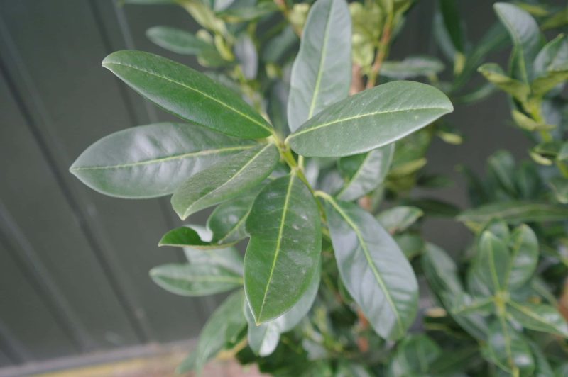 Prunus laurocerasus 'Green Torch' - Afbeelding 2