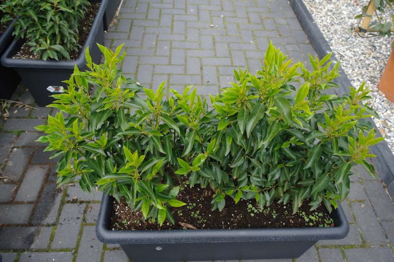 Prunus Lusitanica Angustifolia in bak - terrasafscheiding - Afbeelding 2