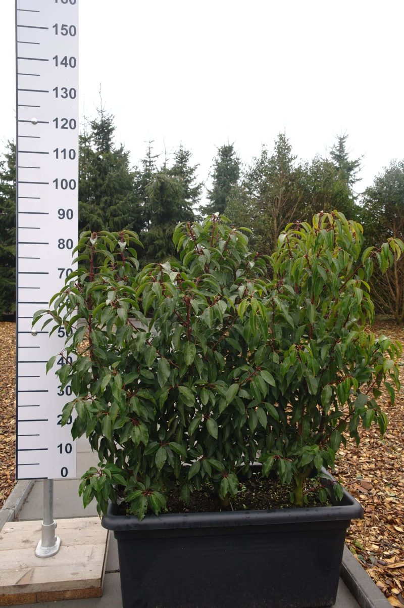 Prunus Lusitanica Angustifolia in bak - terrasafscheiding