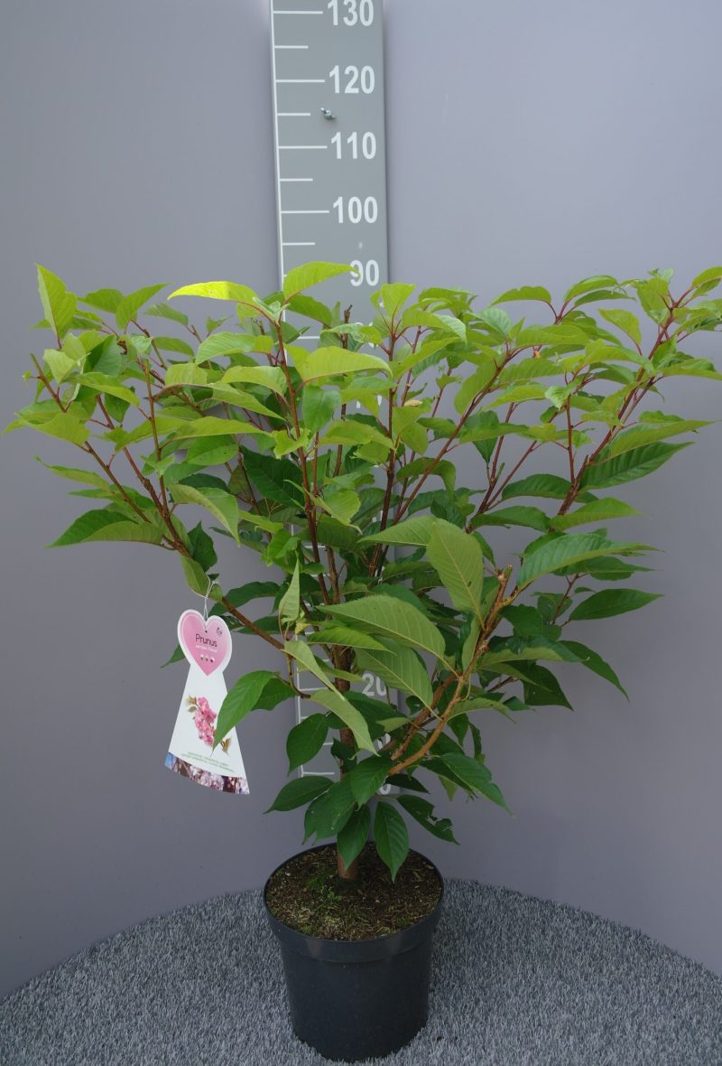 Prunus Ser. 'Kanzan'