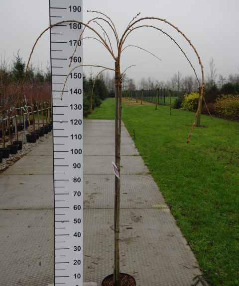 Prunus 'Kiku-shidare-zakura'