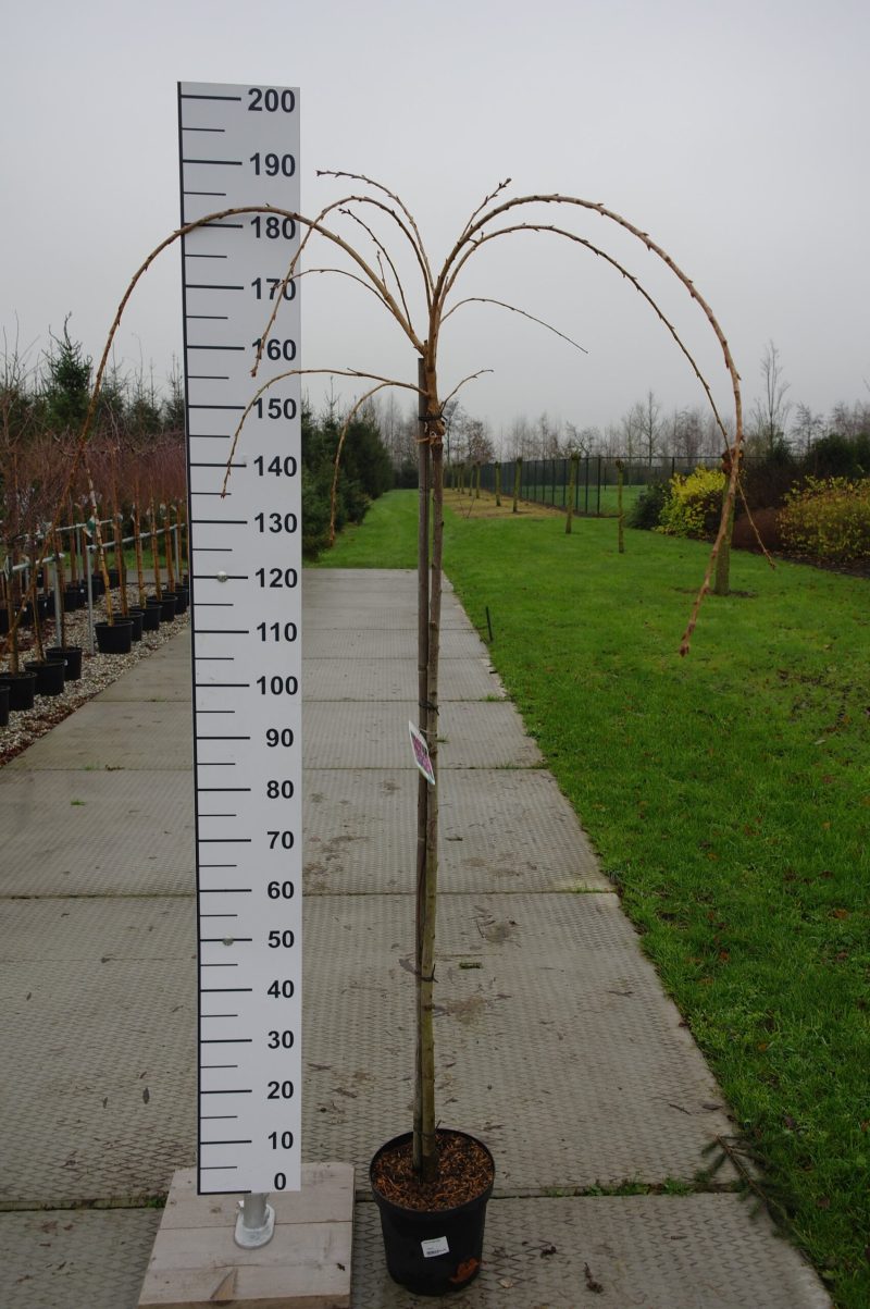 Prunus 'Kiku-shidare-zakura'