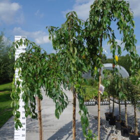 Prunus 'Kiku-shidare-zakura'