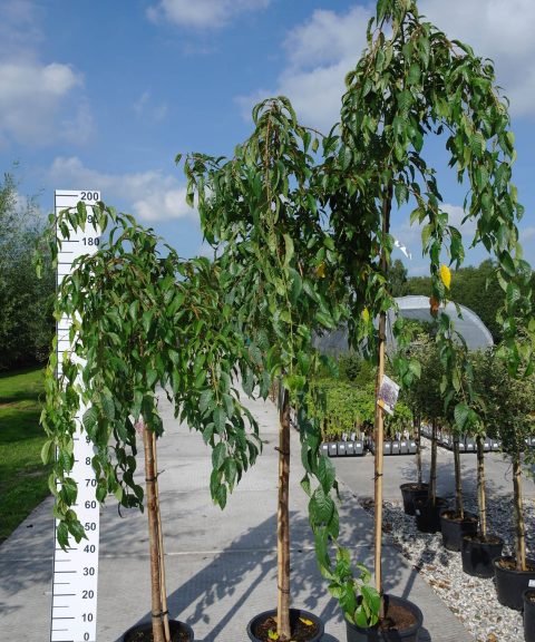 Prunus 'Kiku-shidare-zakura'