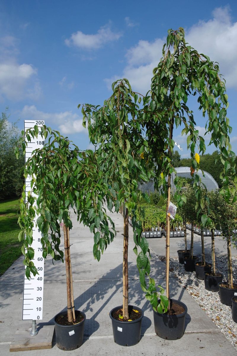 Prunus 'Kiku-shidare-zakura'