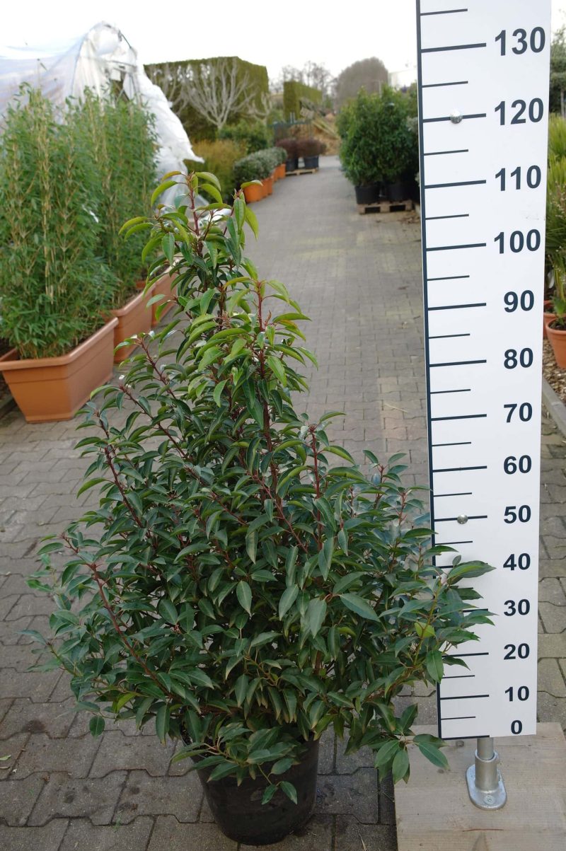 Prunus Lusitanica Angustifolia (Portugese laurier) - Afbeelding 3
