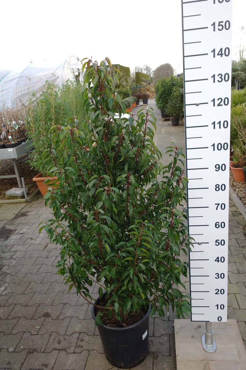 Prunus Lusitanica Angustifolia (Portugese laurier) - Afbeelding 2