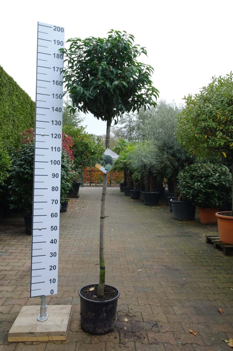 Prunus Lusitanica Angustifolia op stam - Afbeelding 3