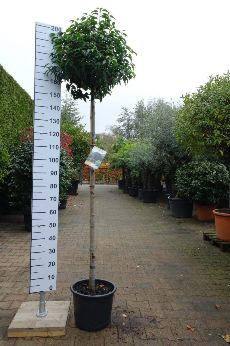 Prunus Lusitanica Angustifolia op stam - Afbeelding 2