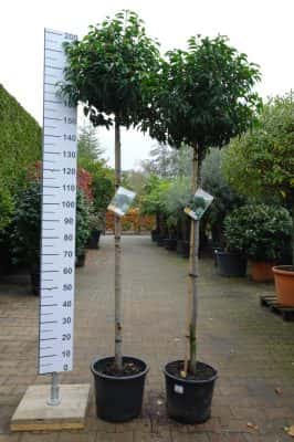 Prunus Lusitanica Angustifolia op stam