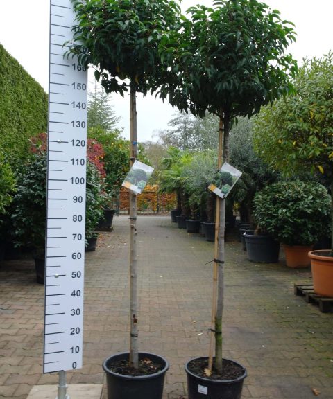 Prunus Lusitanica Angustifolia op stam