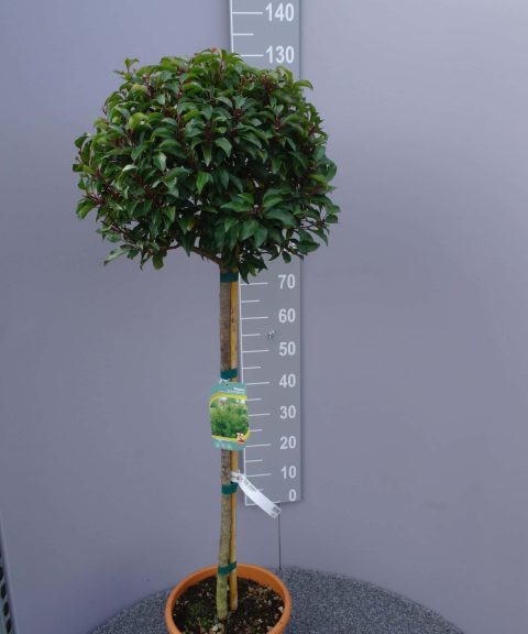 Prunus Lusitanica Brenelia op stam
