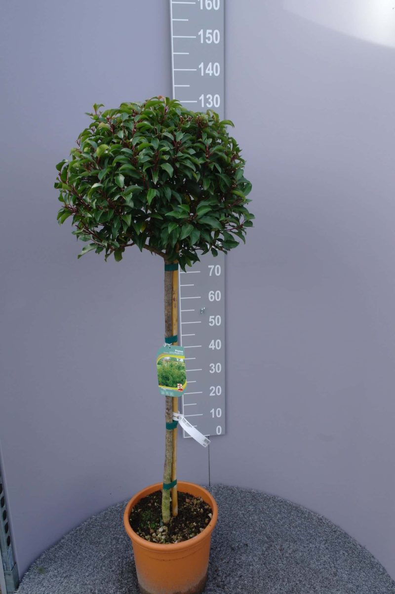 Prunus Lusitanica Brenelia op stam